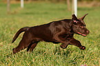 rennender Labrador Retriever