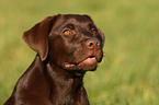 Labrador Retriever Portrait