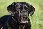 Labrador Portrait