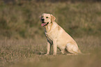 sitzender Labrador Retriever