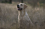 sitzender Labrador Retriever