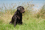 sitzender Labrador