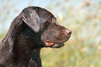 Labrador Portrait