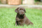 Labrador Retriever Welpe