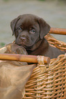 Labrador Welpe im Krbchen