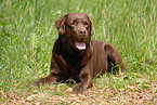 liegender Labrador Retriever