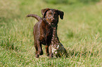 Labrador Retriever Rde