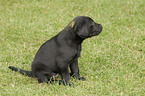 Labrador Retriever Welpe