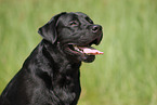 Labrador Retriever Portrait