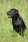 sitzender Labrador Retriever