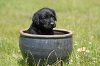 Labrador Retriever Welpe