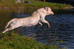 Labrador springt ins Wasser