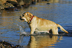 Labrador apportiert Stckchen