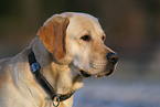 blonder Labrador Retriever