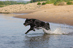 schwarzer Labrador Retriever