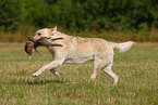 Labrador Retriever Rde