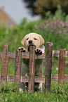 Labrador Retriever Welpe am Zaun