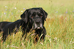 liegender Labrador Retriever