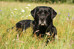 liegender Labrador Retriever