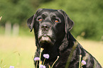 Labrador Retriever Portrait