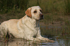 blonder Labrador Retriever