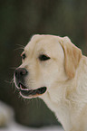 Labrador Retriever Portrait