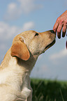 Labrador Retriever Junghund
