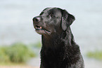 schwarzer Labrador Retriever