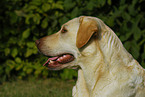 Labrador Retriever Portrait