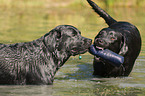 schwarze Labrador Retriever