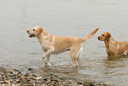 badende Labrador Retriever