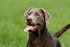 Labrador Retriever Portrait