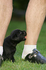 Labrador Retriever Welpe