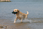 spielender Labrador Retriever