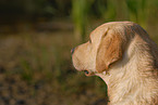 Labrador Retriever Portrait