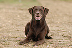 Labrador Retriever