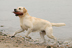 spielender Labrador Retriever