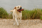 spielender Labrador Retriever