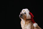 Labrador Retriever Portrait