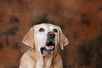 Labrador Retriever Portrait