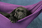 Labrador Retriever Welpe