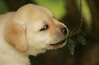 Labrador Retriever Welpe