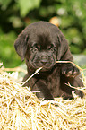 Labrador Retriever Welpe