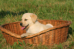 Labrador Retriever Welpe im Korb