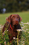 junger Labrador Retriever