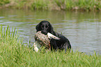 Labrador Retriever apportiert Ente