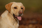 Labrador Retriever Portrait