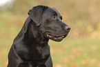 Labrador Retriever Portrait