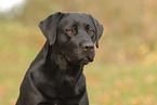 Labrador Retriever Portrait