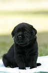 Labrador Retriever Welpe